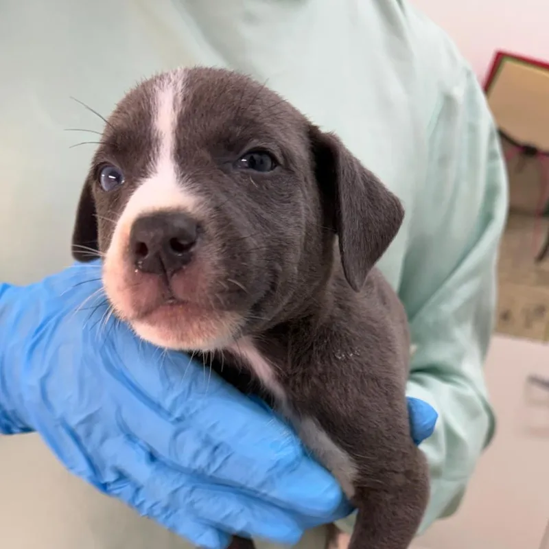 A baby small-sized male Gray / Blue / Silver Mixed Breed dog named Edison for adoption in Auburn, AL