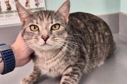 An adult medium-sized female Domestic Short Hair cat named Stormy for adoption in West Chester, PA