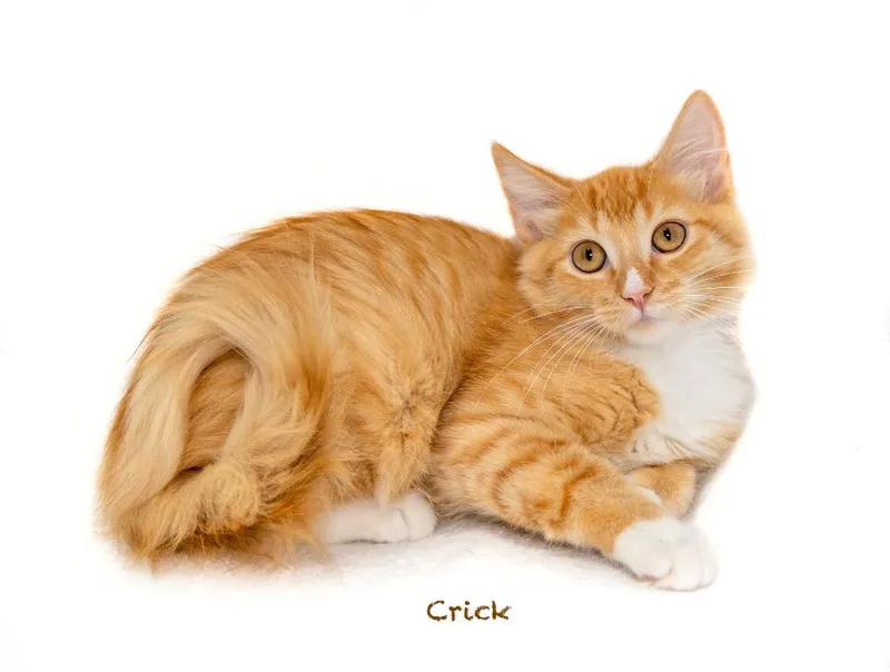 A baby small-sized male Domestic Short Hair cat named Crick for adoption in Hot Springs Village, AR
