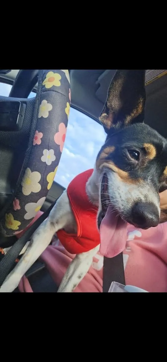 An adult small-sized male Rat Terrier dog named Rocky for adoption in San Antonio, TX