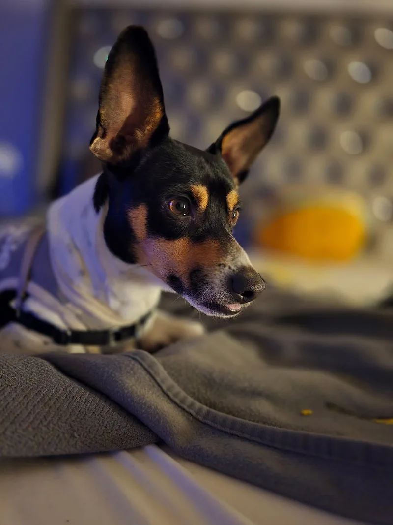 Rocky thumbnail 5
