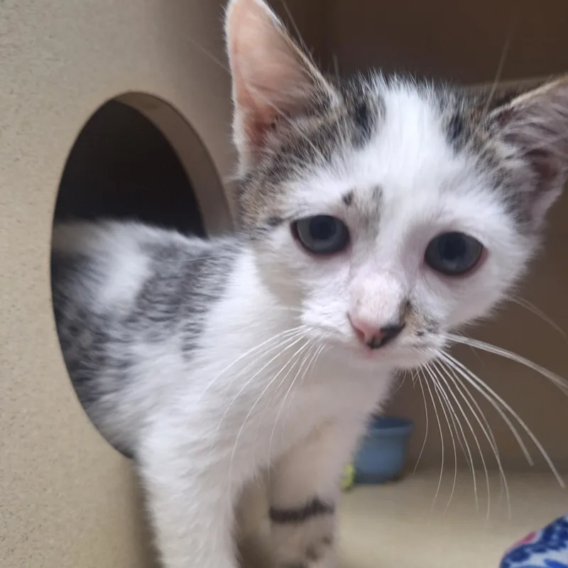 A baby medium-sized male White Domestic Short Hair cat named Matthew for adoption in Winfield, KS