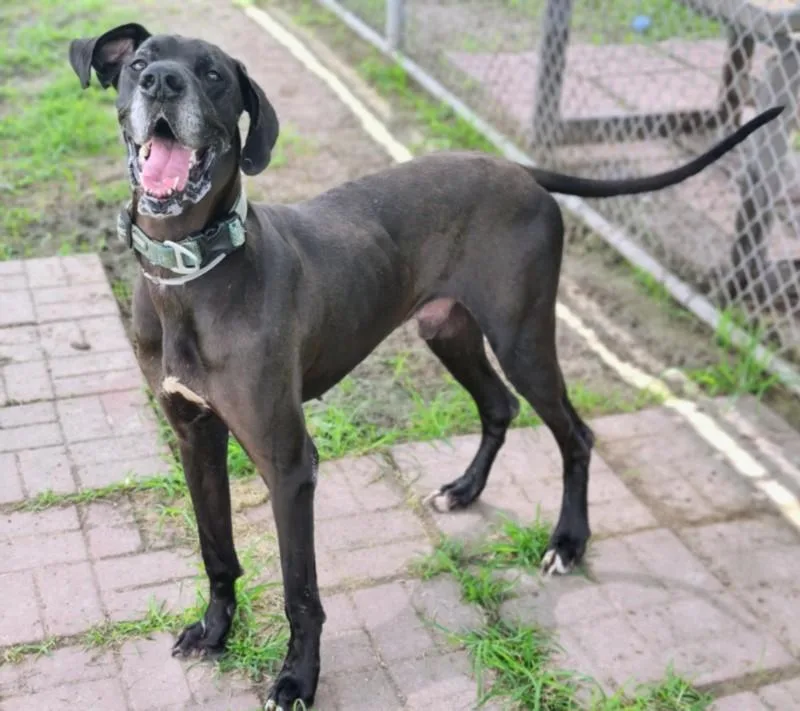 An adult large-sized male Great Dane dog named Duke for adoption in Houston, TX