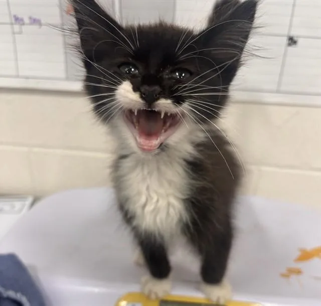 A baby small-sized male Domestic Short Hair cat named Peri for adoption in Upper Marlboro, MD