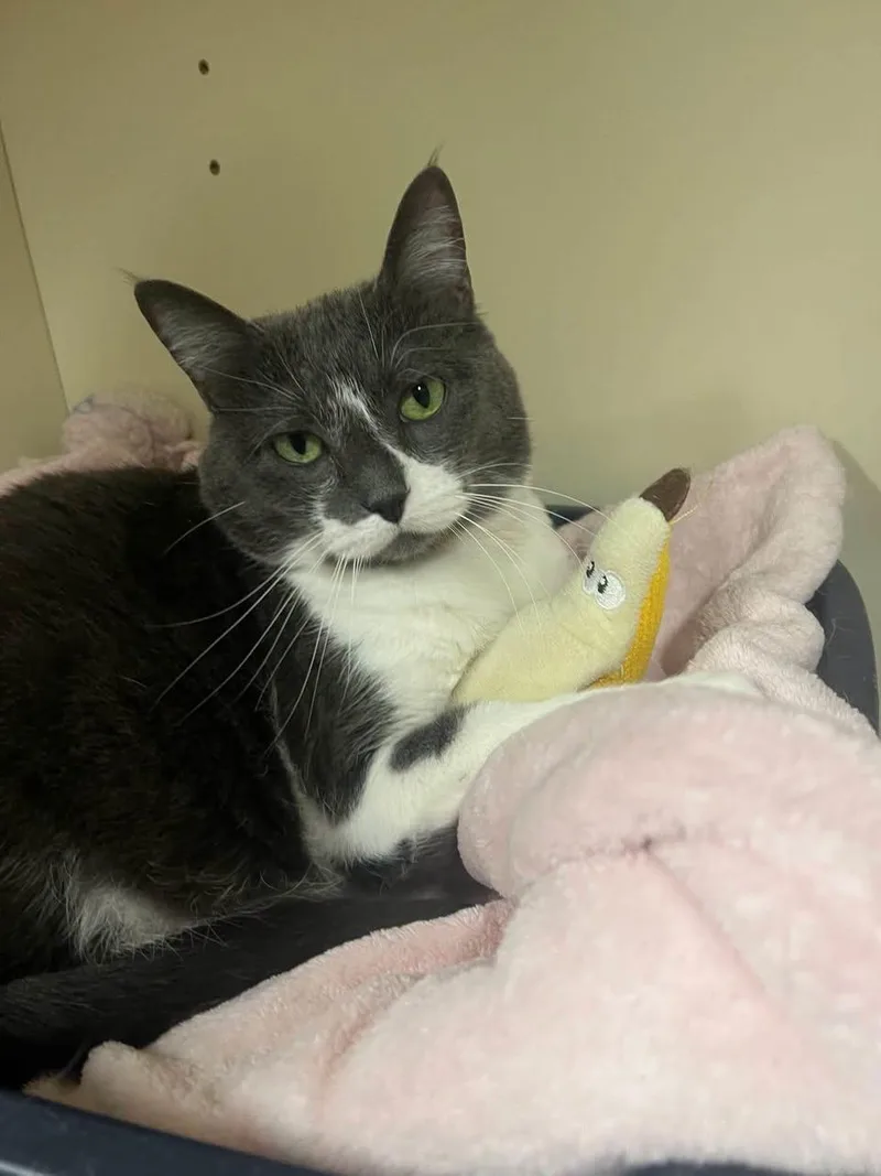 An adult medium-sized female Domestic Short Hair cat named Stella for adoption in Davenport, IA