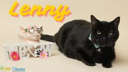 A senior large-sized male Domestic Short Hair cat named Lenny for adoption in Fairhope, AL