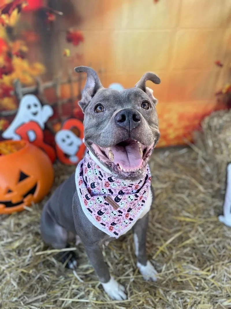 A young medium-sized female Gray / Blue / Silver American Staffordshire Terrier dog named Bella for adoption in Winter haven, FL
