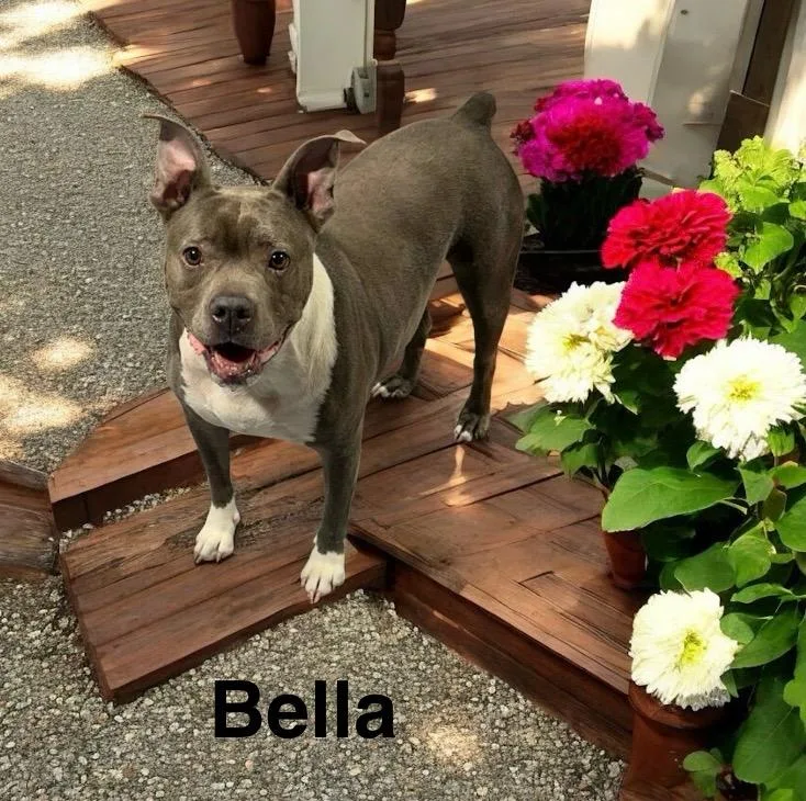 Bella thumbnail 4