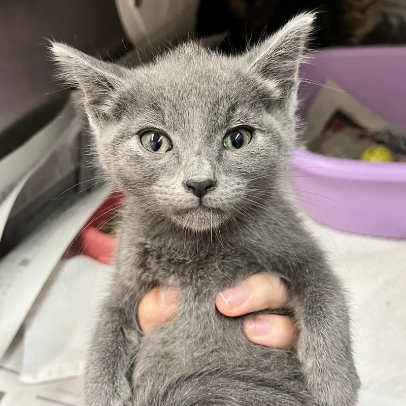 A baby small-sized female Gray / Blue / Silver Domestic Short Hair cat named Heidi for adoption in Ardmore, OK