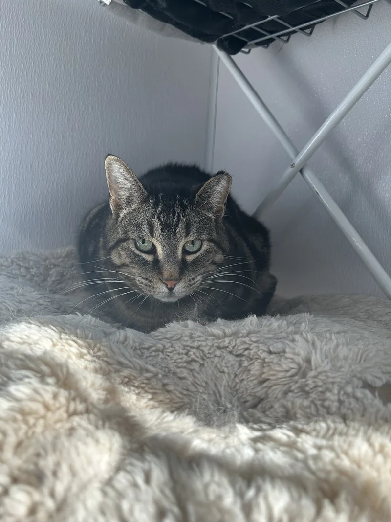 An adult medium-sized male Tabby (Brown / Chocolate) Domestic Short Hair cat named Melvin for adoption in Lansing, MI