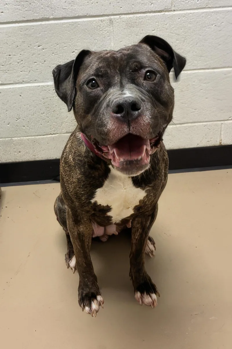 An adult medium-sized female Brown / Chocolate Mixed Breed dog named Tootsie for adoption in Nashville, TN
