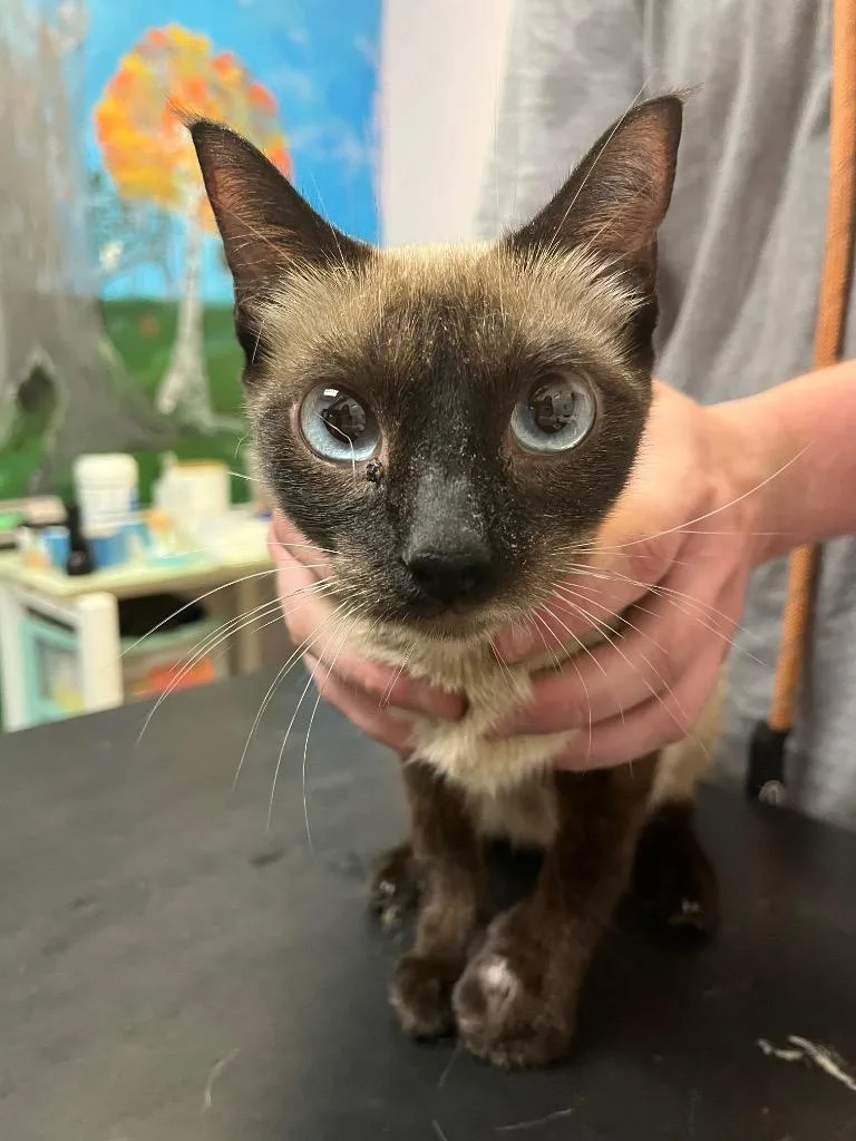 A young medium-sized female Siamese cat named Ol Lady for adoption in New Braunfels, TX