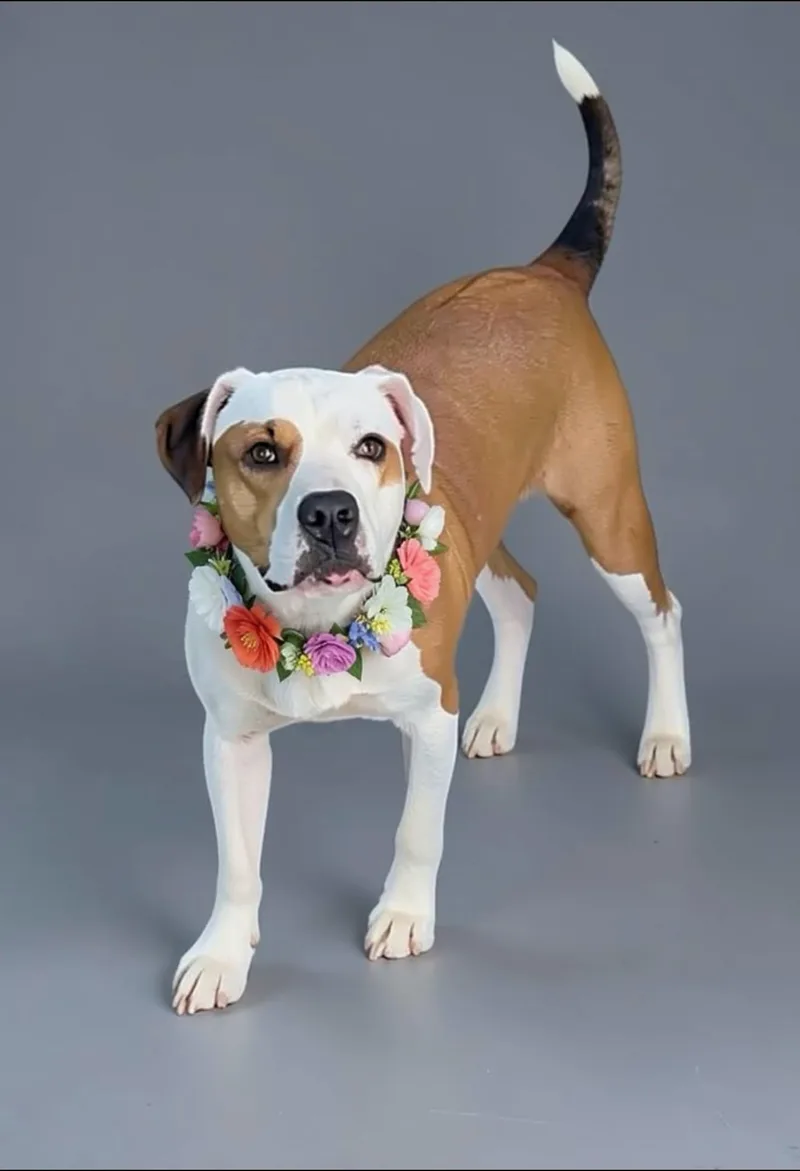 An adult medium-sized female Red / Chestnut / Orange Mixed Breed dog named Rosie for adoption in Germanton, NC
