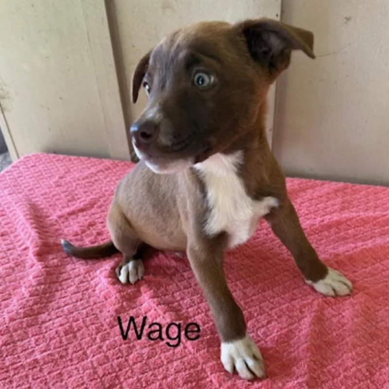A baby medium-sized male Brown / Chocolate Mixed Breed dog named Wage for adoption in Alexandria, VA