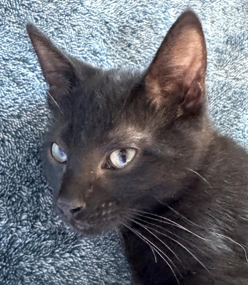 A baby medium-sized male Black Domestic Short Hair cat named Miles for adoption in Ventura, CA
