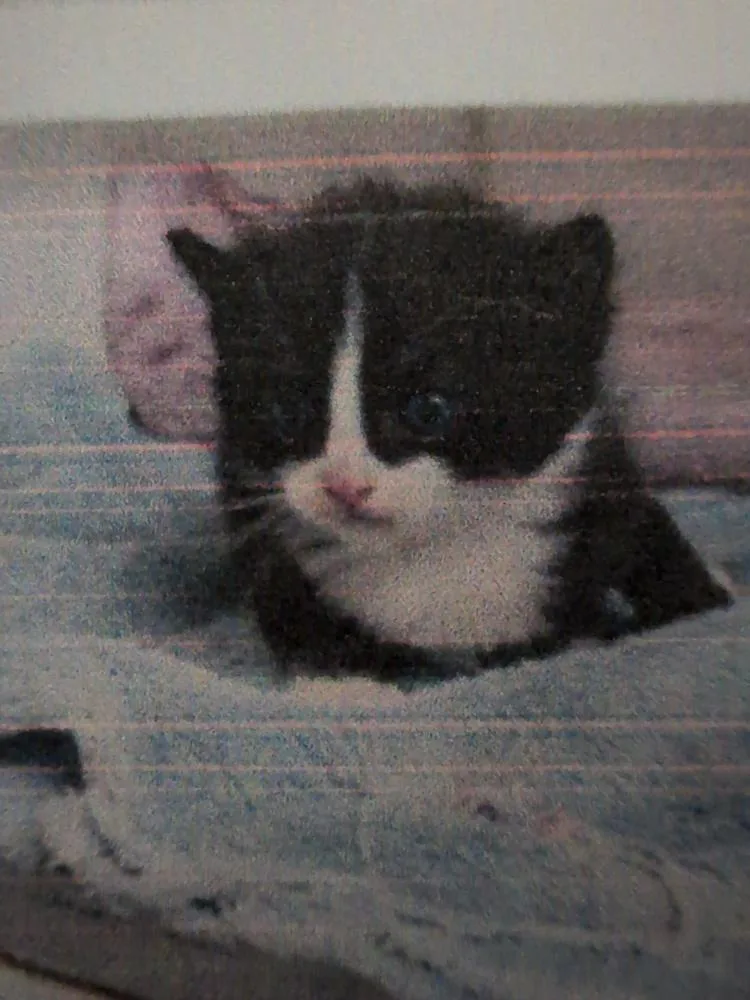 A baby small-sized male Domestic Short Hair cat named Derek for adoption in Parker, CO