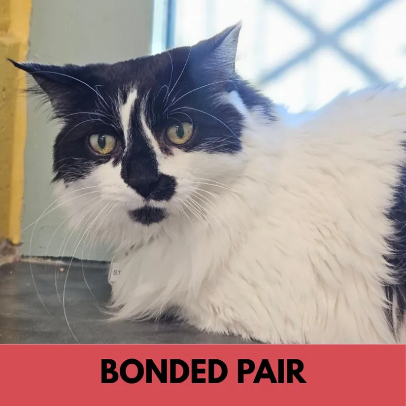 A senior large-sized female White Domestic Short Hair cat named Stella for adoption in Lakewood, CO