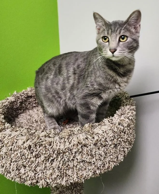 An adult medium-sized male Tabby (Gray / Blue / Silver) Domestic Short Hair cat named Turbo for adoption in Jackson, TN