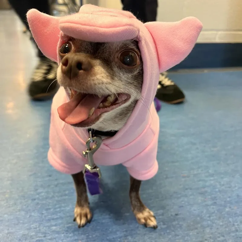 A senior small-sized female Chihuahua dog named Coco for adoption in Pittsburgh, PA