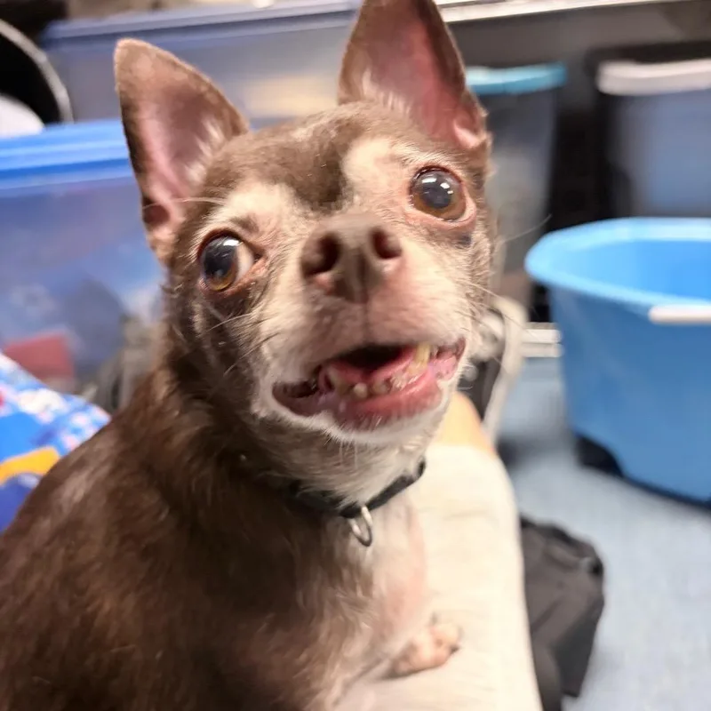 Coco thumbnail 3