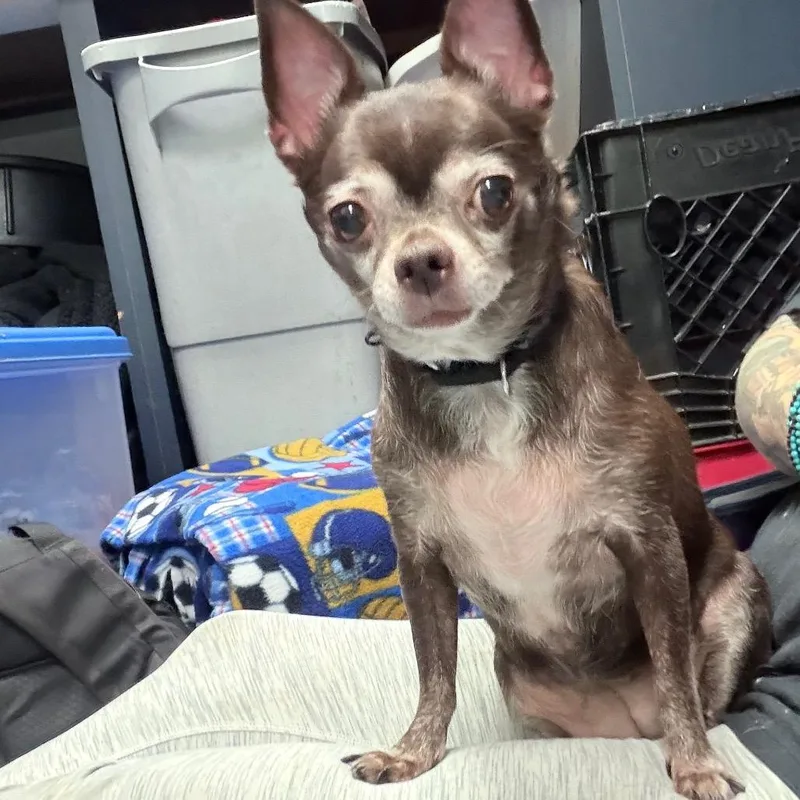 Coco thumbnail 4