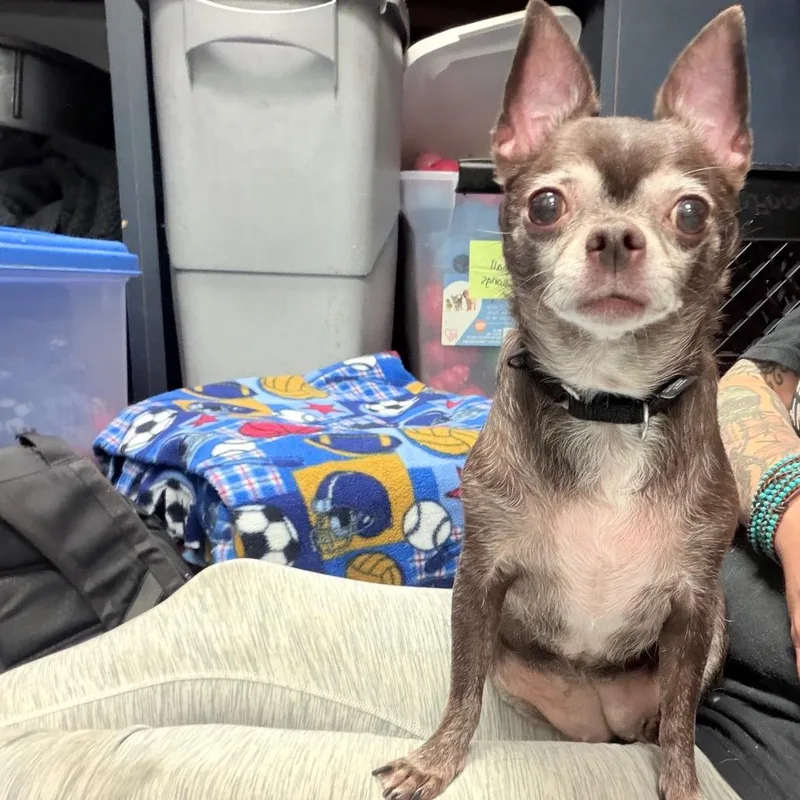Coco thumbnail 6