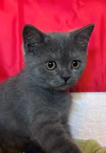 A baby medium-sized male British Shorthair cat named Earl Grey for adoption in Davis, CA