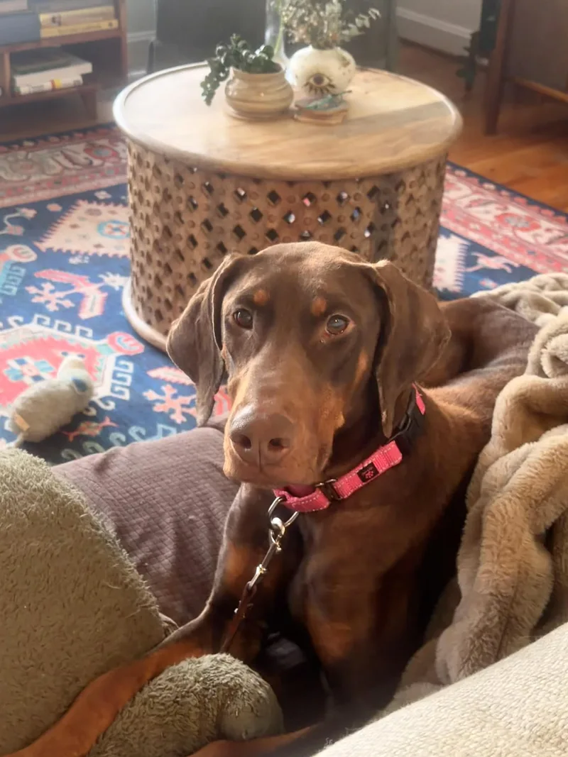 Penny