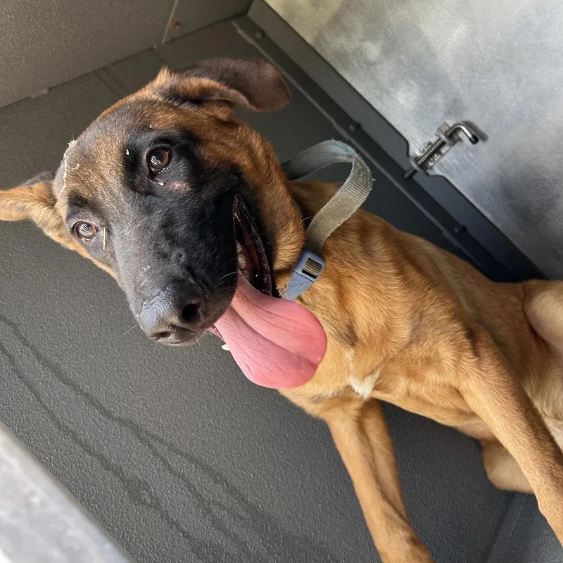 A young medium-sized male Brown / Chocolate Belgian Shepherd / Malinois dog named Bob Bingi for adoption in Greensboro, NC