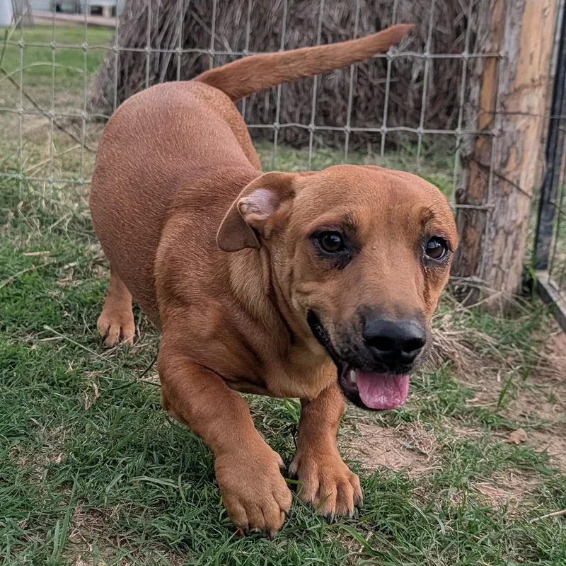 A baby medium-sized female Red / Chestnut / Orange Dachshund dog named Sunny for adoption in Tishomingo, OK