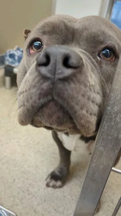 An adult medium-sized female Mixed Breed dog named Lola for adoption in Lafayette, IN