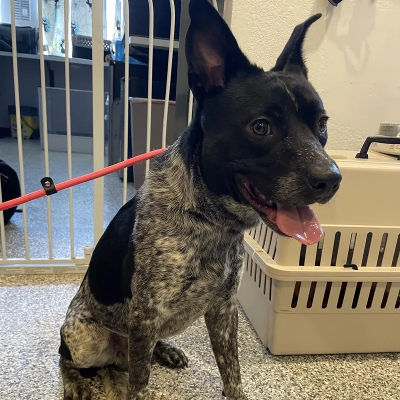 An adult medium-sized male Gray / Blue / Silver Australian Cattle Dog / Blue Heeler dog named Hamish for adoption in Port Charlotte, FL