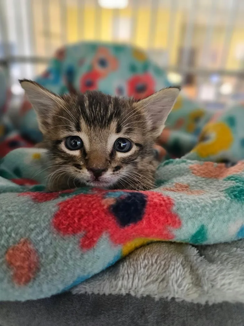 A baby small-sized male Domestic Short Hair cat named Bones for adoption in Rockwall, TX