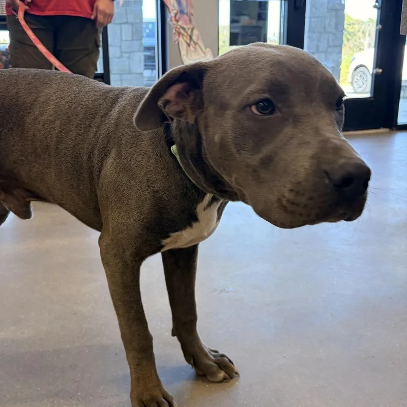 A young medium-sized male Terrier dog named Beau for adoption in Marshall, TX