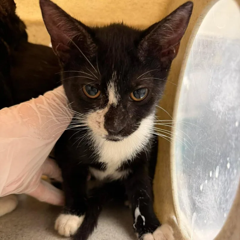 A baby medium-sized female Black Domestic Short Hair cat named Brian for adoption in Bastrop, TX