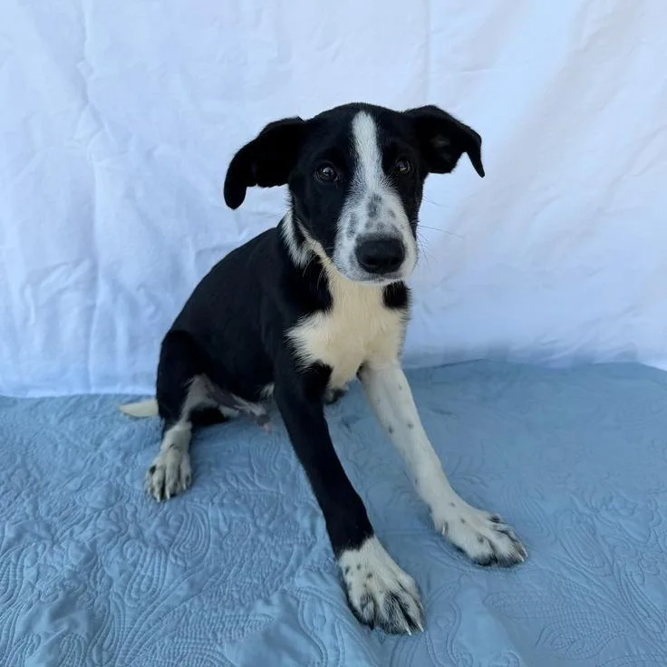 A baby small-sized male Border Collie dog named Wormtail for adoption in Carencro, LA