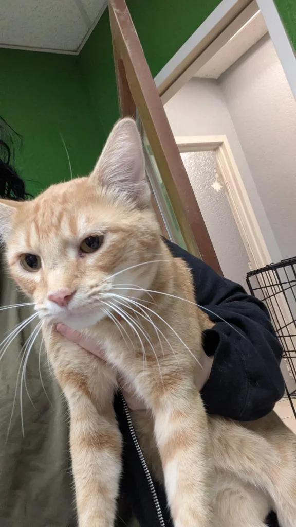 An adult small-sized male Domestic Short Hair cat named Curtis for adoption in Fort Worth, TX