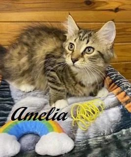 Amelia