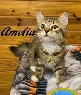 Amelia thumbnail 3
