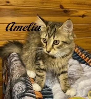 Amelia thumbnail 4