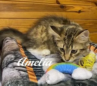 Amelia thumbnail 5