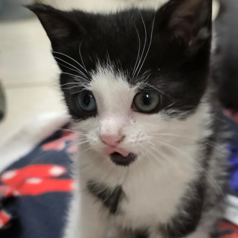 A baby small-sized female Black Domestic Short Hair cat named Bonnie for adoption in Falls Church, VA