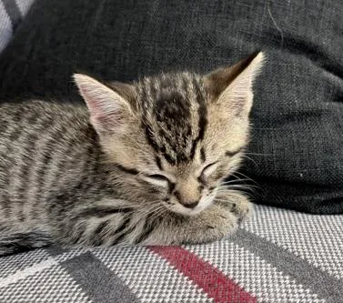 A baby medium-sized male Tabby cat named Duke for adoption in Columbia, SC