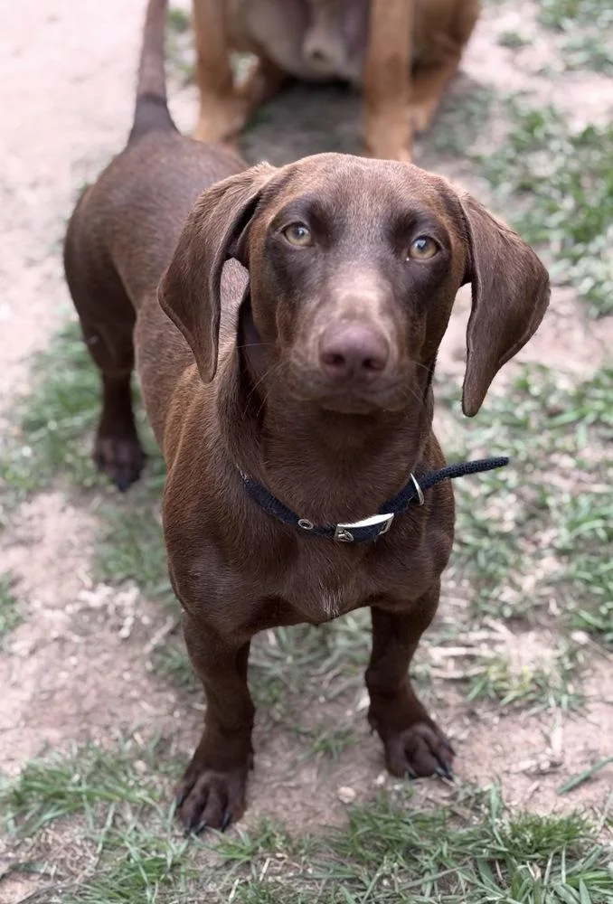 A young small-sized male Brown / Chocolate Dachshund dog named Pierre for adoption in Brookshire, TX