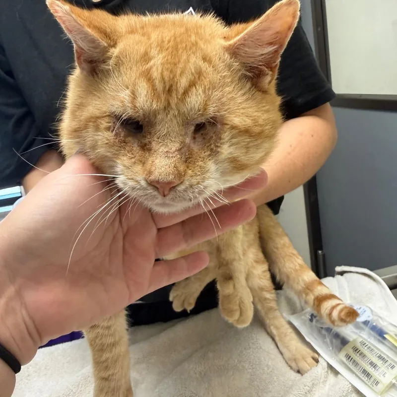 An adult medium-sized male Domestic Medium Hair cat named Papaw for adoption in Red House, WV