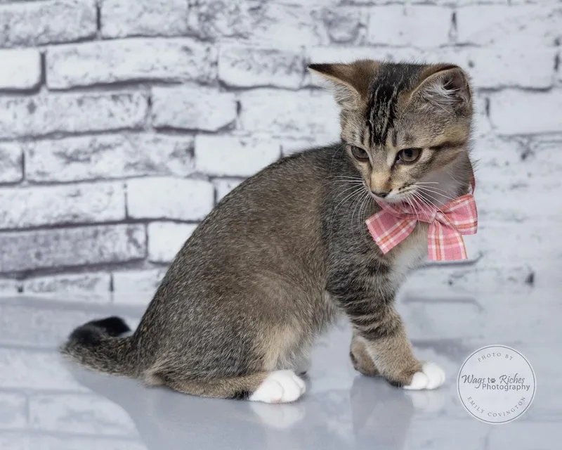 A baby medium-sized female Gray / Blue / Silver Domestic Short Hair cat named Beanie for adoption in Tuscaloosa, AL