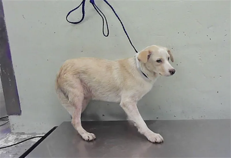 A young medium-sized male Chihuahua dog named Luca for adoption in Houston, TX