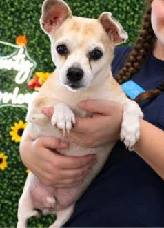 A senior small-sized male Chihuahua dog named Max for adoption in Irmo, SC