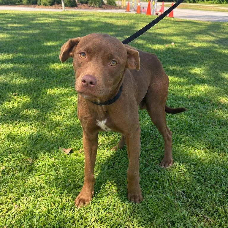 A young medium-sized female Red / Chestnut / Orange Pit Bull Terrier dog named Cayenne for adoption in Valdosta, GA