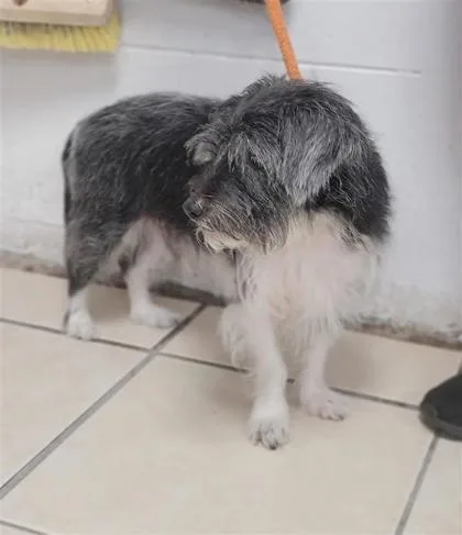An adult small-sized male Mixed Breed dog named Buddy for adoption in Largo, FL